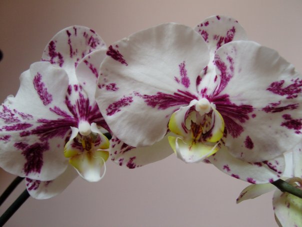 Орхидея Phalaenopsis Chocolate