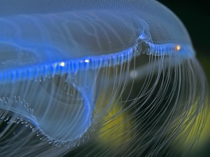 Есть ли глаза у медузы фото