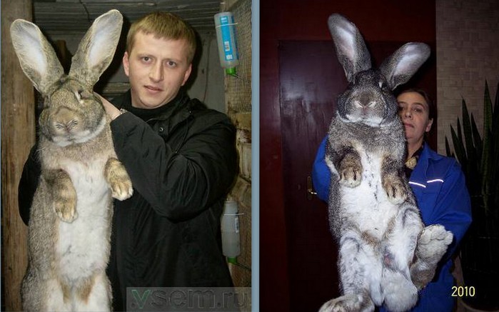 Держим кроликов дома. Кролик за уши. Кролик на руках. Заяц в квартире. Человек похожий на кролика.