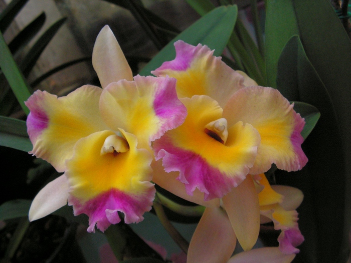 Орхидея мариола фото и описание сорта