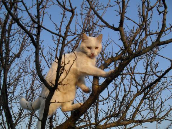 Рассмотрите фотографию кошки