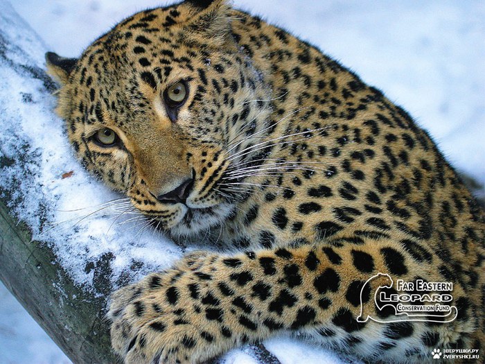 http://img0.liveinternet.ru/images/attach/c/2/67/559/67559712_1291721051_Leopard3.jpg