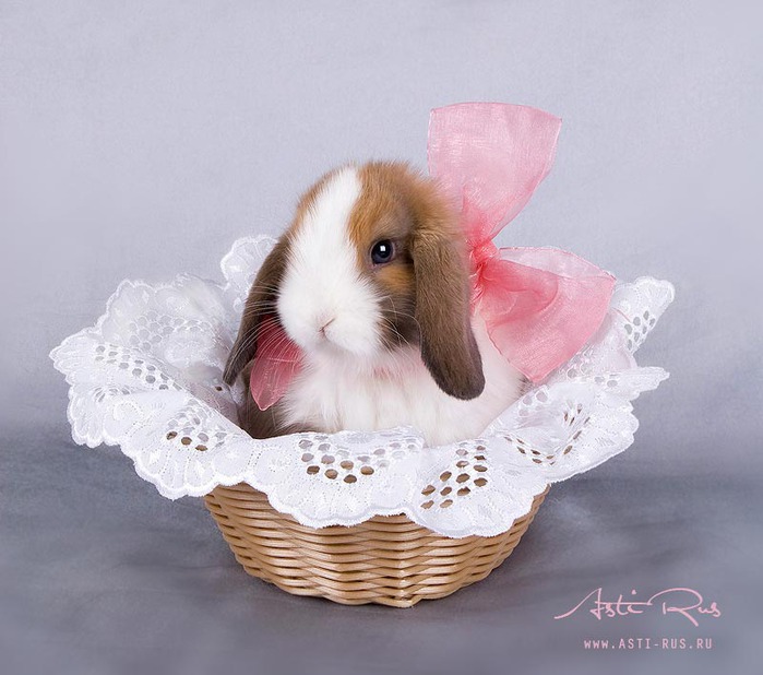 Кролик 7 лет. Кролик с подарком. Кролик в корзинке. Кролик с бантиком. Кролик живой подарок.