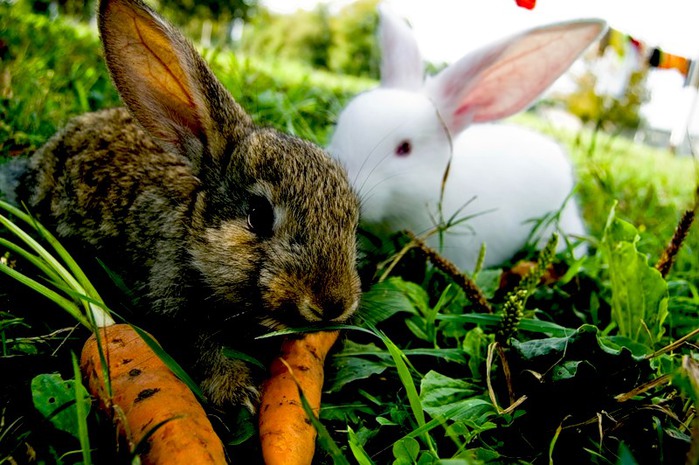 Кроликам можно клубнику. Растения для корма животных. Питание кроликов. Кролик с овощами. Сочные корма для кроликов.