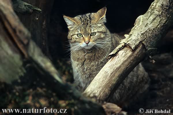 Голландские коты фото