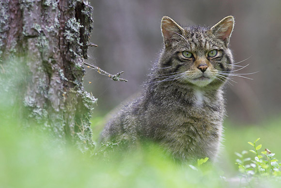 Голландские коты фото