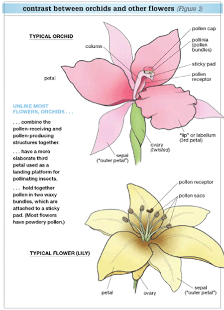 Строение орхидеи схема