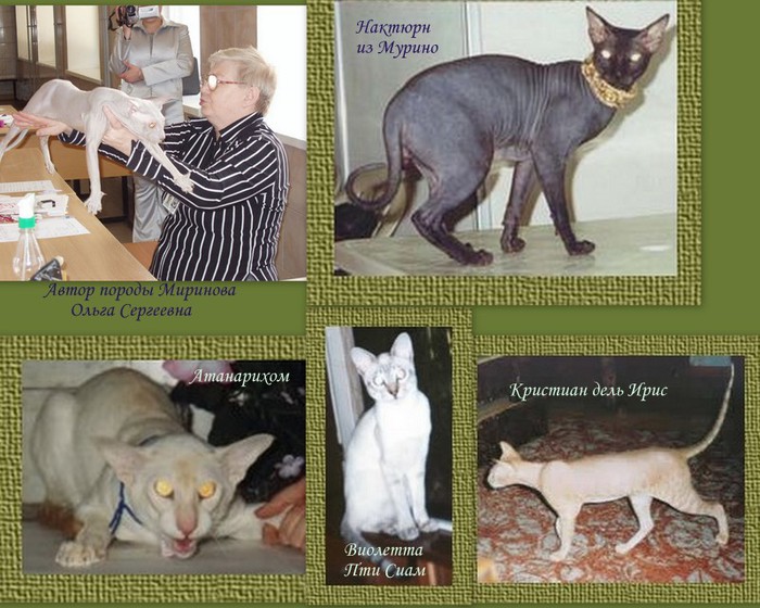 Рассмотрите фотографию лысой кошки породы петерболд и выполните задания