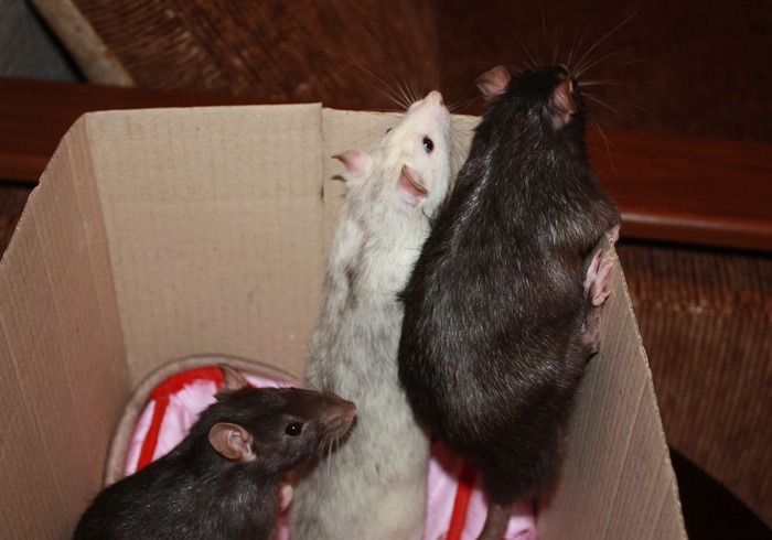 Нужно мыть крыс. Сселение взрослых крыс самцов. Моя крыса. Дневник для крысок.