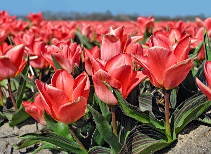 Cape town тюльпан фото и описание