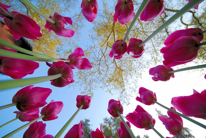 Сорта тюльпанов фото и названия голландия