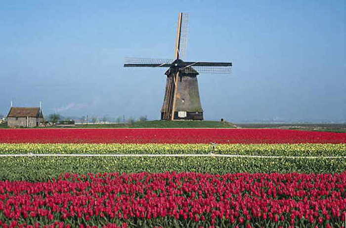 Сорта тюльпанов фото и названия голландия