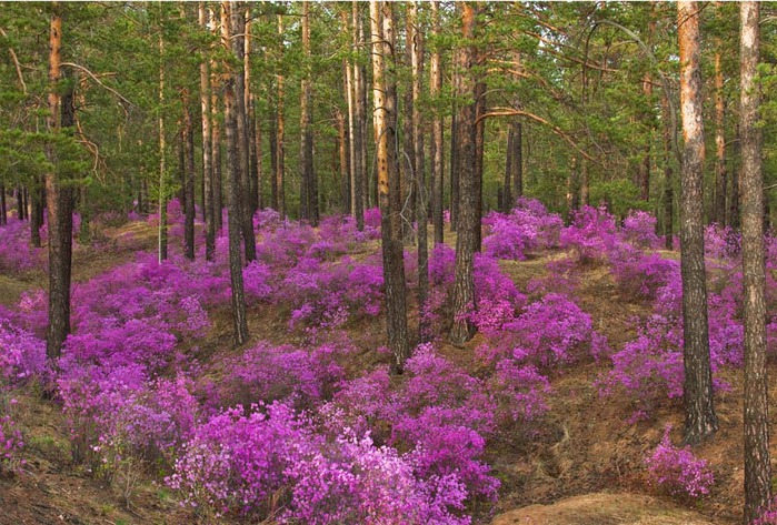 Весна в забайкалье фото