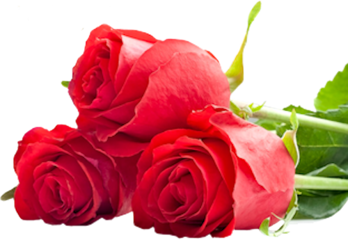 Roses-Stephane (500x345, 257Kb)