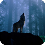 4292192_u878_9674_wolf (150x150, 35Kb)