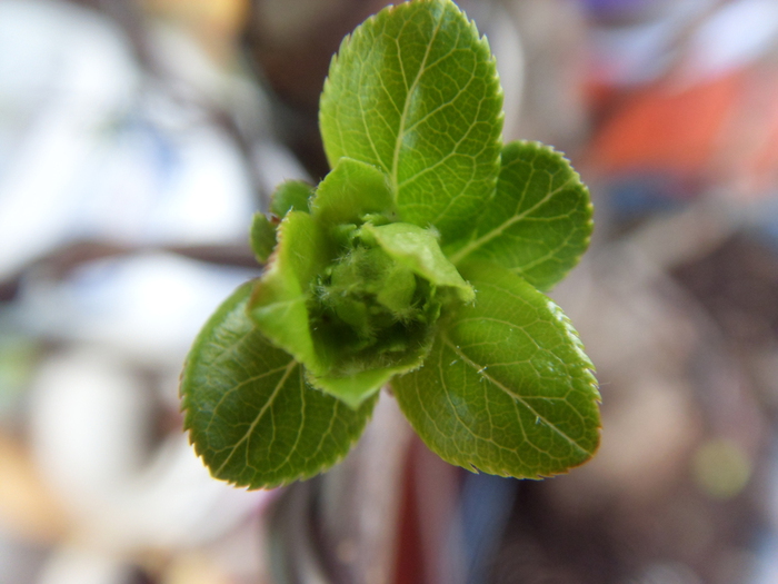 SDC11122 (700x525, 208Kb)