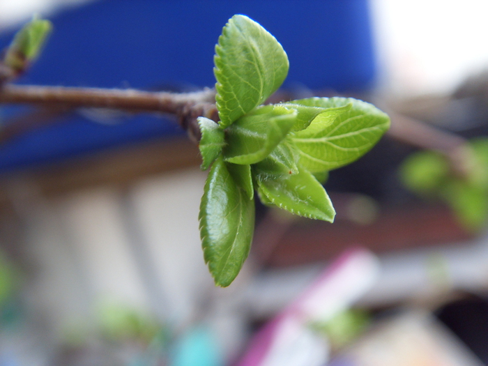 SDC11124 (700x525, 211Kb)