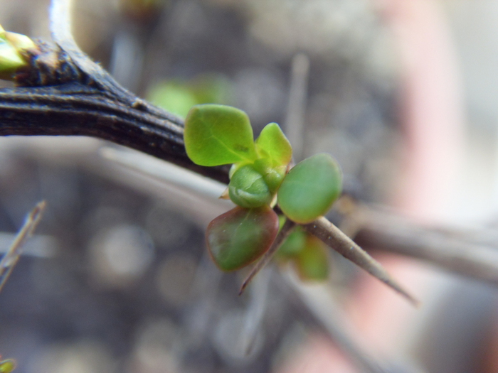 SDC11117 (700x525, 185Kb)