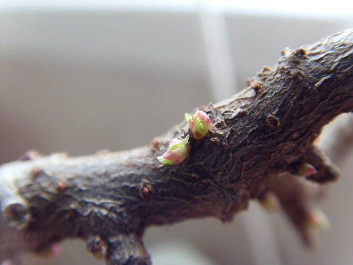 SDC11126 (700x525, 68Kb)