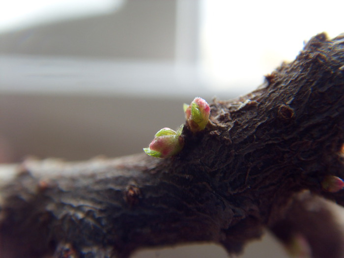 SDC11127 (700x525, 58Kb)