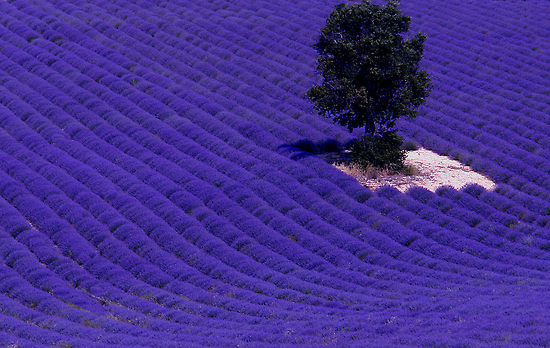 4145798_lavanda1(3) (550x348, 62Kb)