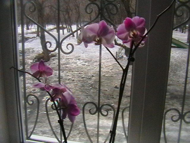 IMGA0585 (640x480, 119Kb)