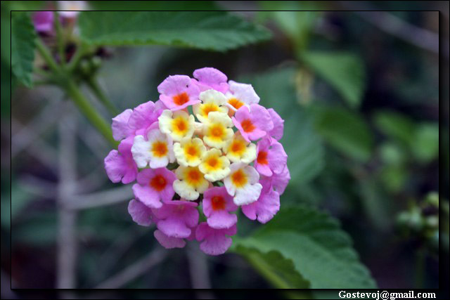 1IMG_1671z (640x427, 78Kb)