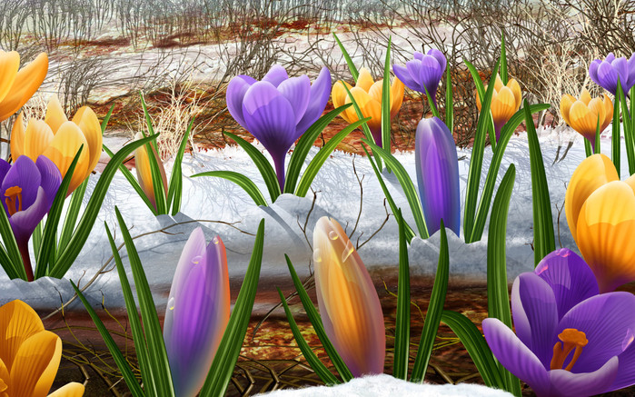 International_Womens_Day_Snowdrops_on_March_8_014543_ (700x437, 173Kb)