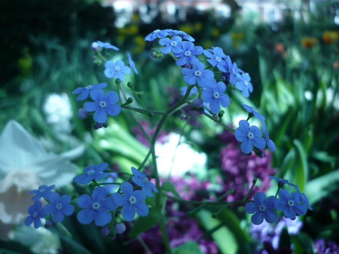 P1060324 (700x525, 194Kb)