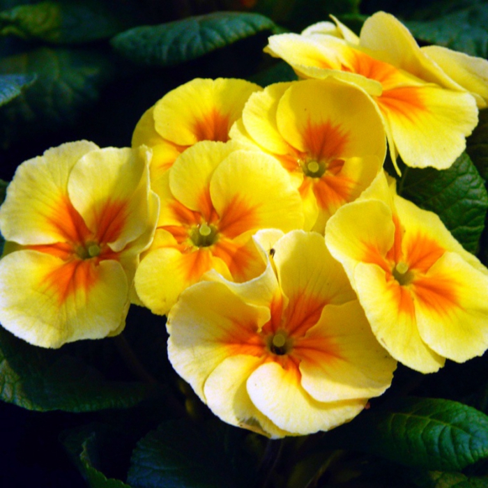 4216969_Primula (700x700, 311Kb)