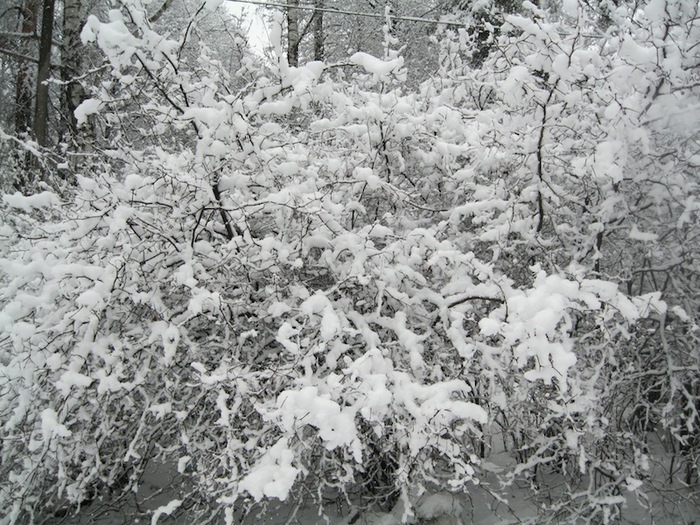 3939699_IMG_4329 (700x525, 189Kb)