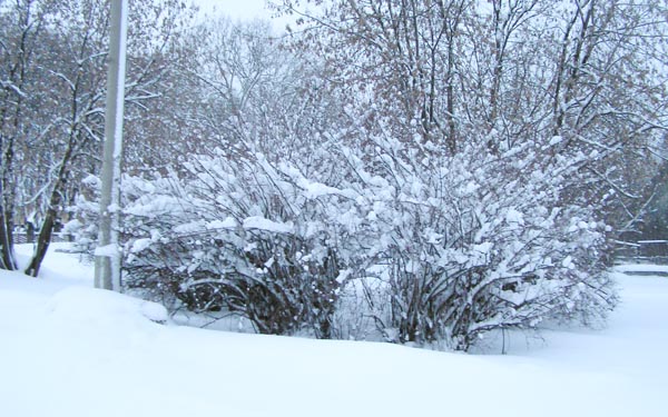 PC316270 (600x375, 95Kb)