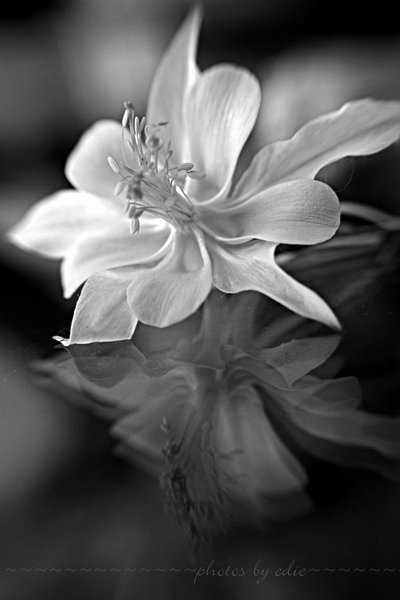 Columbine_by_1001G (400x600, 27Kb)