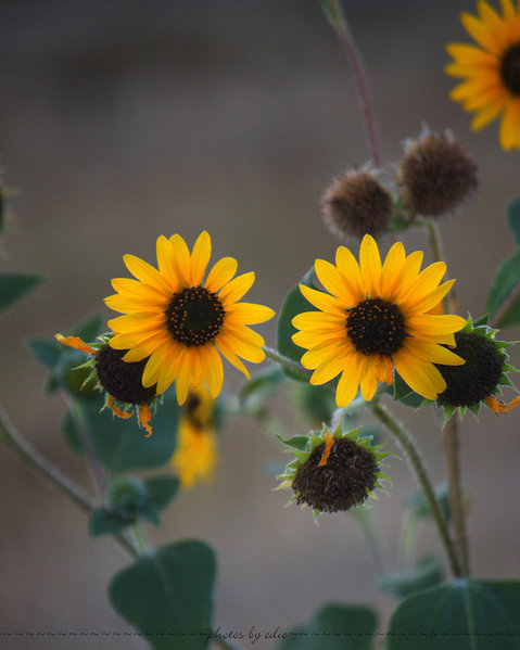 wildflowers_for_catch_by_1001g-d2ybnq1 (479x600, 55Kb)