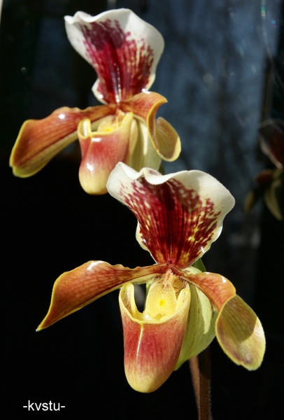 DSC05612 -1 (406x600, 88Kb)