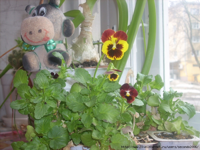 2138482_DSCN4159 (700x525, 297Kb)