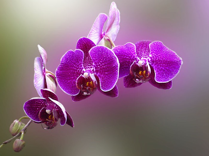 0_1a722_3704e26b_XL (700x525, 66Kb)