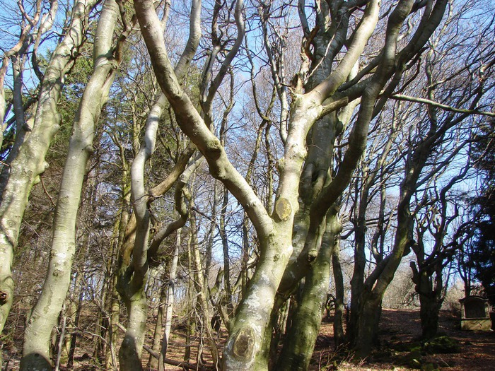 DSC09253 (700x525, 218Kb)