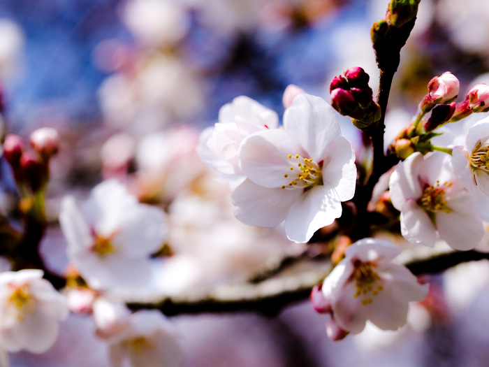 3587918_100 (700x525, 112Kb)