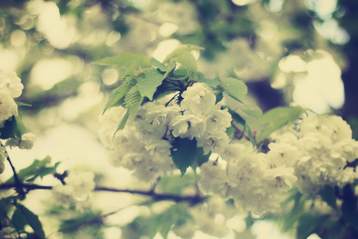 3587918_101 (700x467, 97Kb)