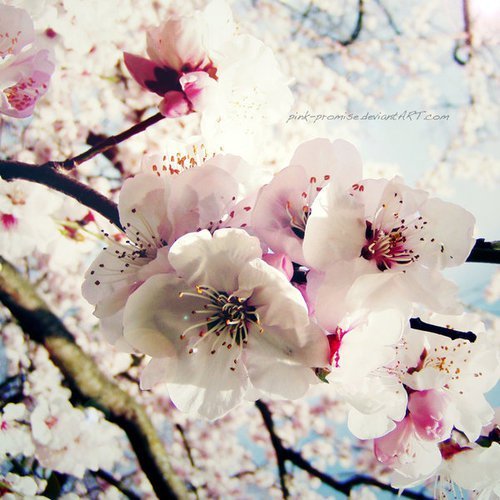 3587918_113 (500x500, 59Kb)