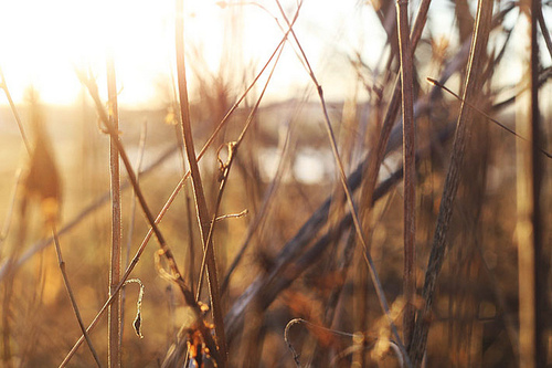 3587918_125 (500x333, 103Kb)
