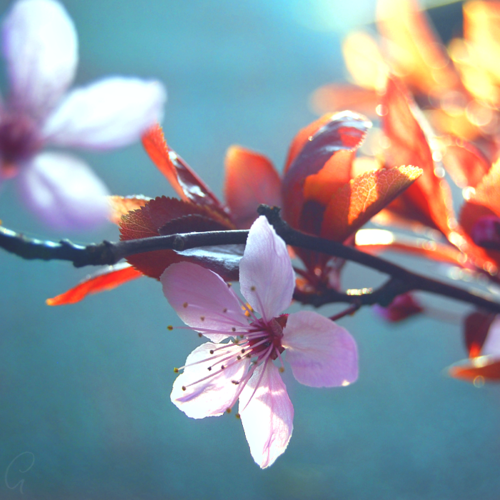 3587918_129 (500x500, 389Kb)