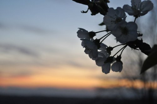 3587918_134 (500x332, 21Kb)