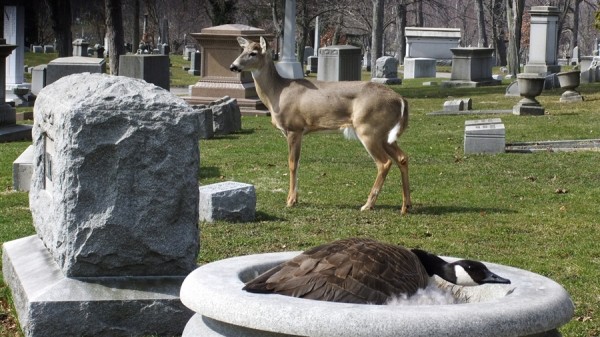 1302198922_nature_goose (600x337, 81Kb)
