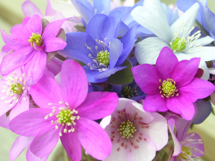 Hepatica_nobilis_varianter (700x525, 77Kb)