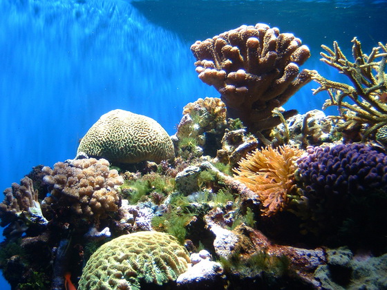 u4_coral (560x420, 130Kb)