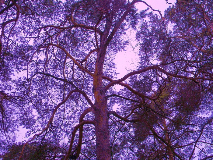 4344169_DSCN5868 (700x525, 439Kb)