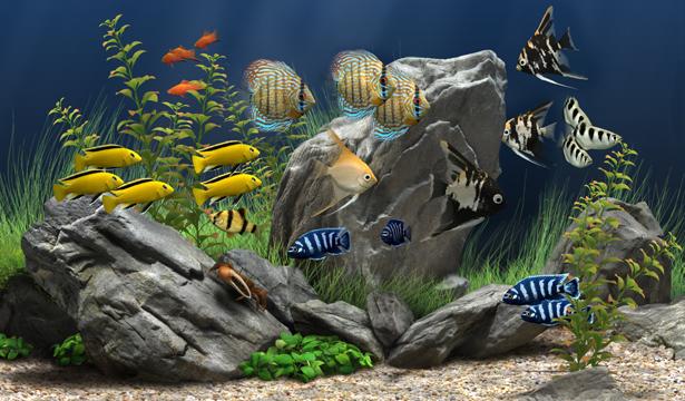 3424885_portable_dream_aquarium_v1234__21_akvarium_870051 (615x360, 51Kb)
