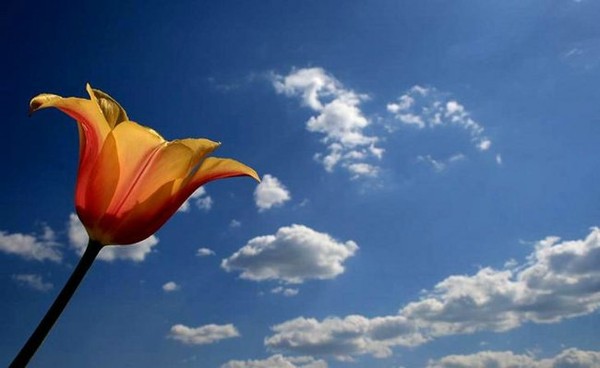 vesna_11 (600x368, 34Kb)